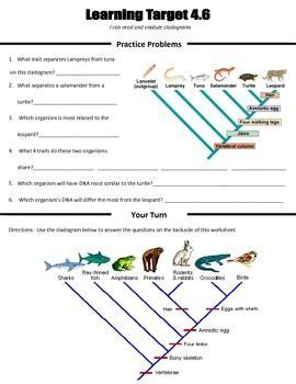types of speciation/evolution/cladograms worksheet